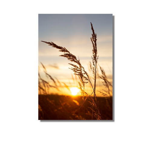 Cuadro Trigo Atardecer