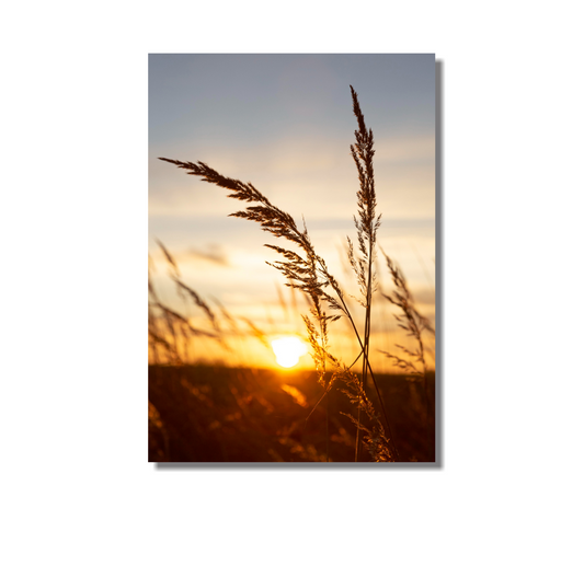 Cuadro Trigo Atardecer