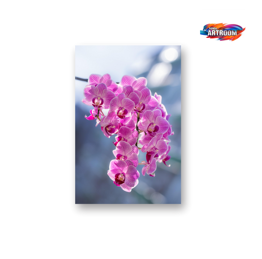 Cuadro Flor Orquídea