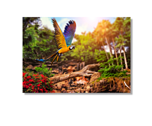 Cuadro Guacamaya Atardecer